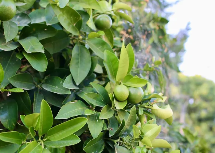 Pafilia Gardens - Pool Access - Near Old Town - Free Parking Daire *